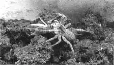 Тарантул Тарантул