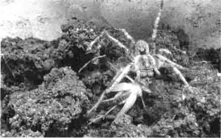 Тарантул с добычей Тарантул с добычей