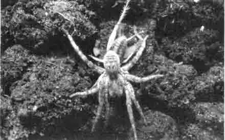 Самец тарантула, убивающий бананового сверчка Самец тарантула, убивающий бананового сверчка