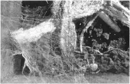 Тенёта тарантула не поражают архитектурными изысками Тенёта тарантула не поражают архитектурными изысками