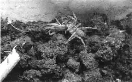 Тарантул угрожает врагу, посягнувшему на его добычу Тарантул угрожает врагу, посягнувшему на его добычу