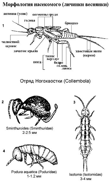 Морфология личинки веснянки. Ногохвостки.
