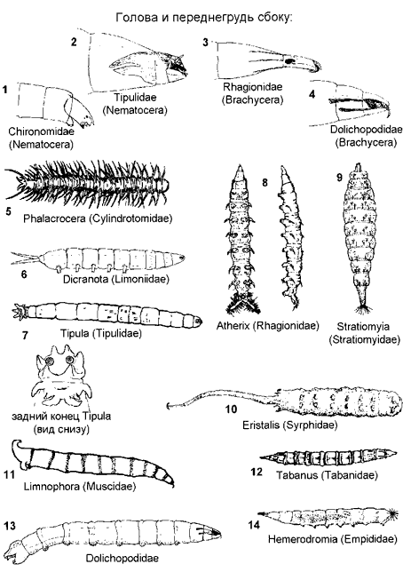 Двукрылые (часть).