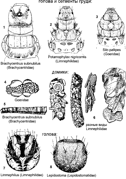Цельнощупиковые ручейники (часть).