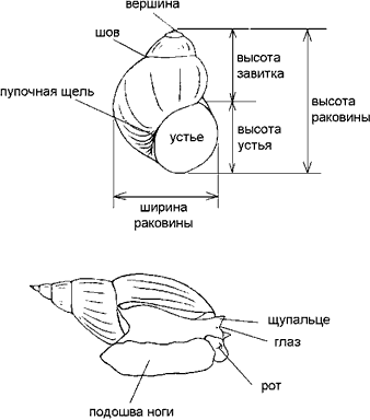 Морфология брюхоногих моллюсков