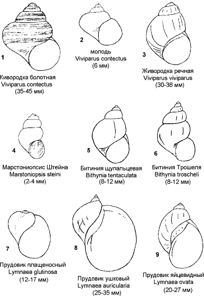 Живородки. Гидробия. Битинии. Прудовики.