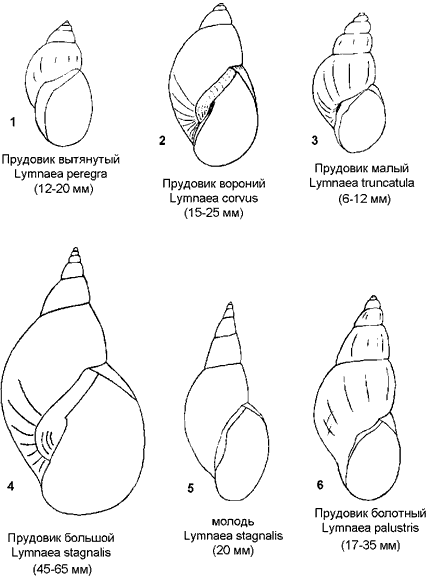 Прудовики.
