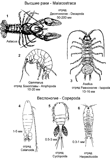 Ракообразные.