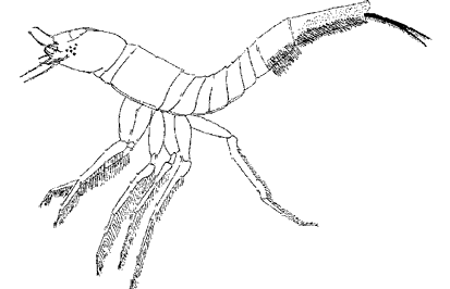 Кл. Insecta (личинка жука-плавунца)