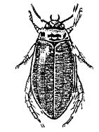 Отр. Coleoptera (жуки)