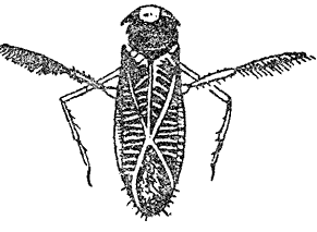 Отр. Hemiptera (клопы)