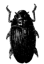 Сем. Gyrinidae (вертячки)