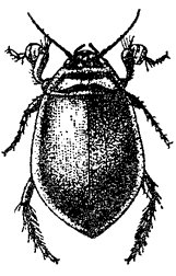 Сем. Dytiscidae (плавунцы)