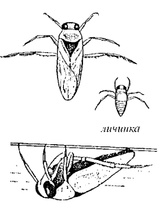 Гладыш (сем. Notonectidae)