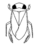 Гребляк (сем. Corixidae)