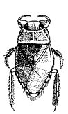 Плавт (p. Ilyocoris, сем. Naucoridae)