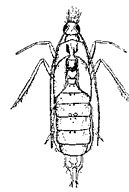 Куколка ручейника (отр. Trichoptera)