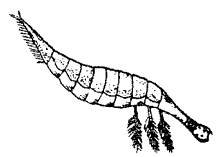 Личинка жука (p. Acilius)