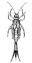 Личинка поденки (отр. Ephemeroptera)