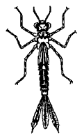 Личинка стрекозы (отр. Odonata)
