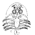 Карпоед (Argulus foliaceus, отр. Branchiura)