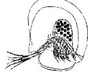 Голопедиум (Holopedium gibberum, отр. Daphniiformes)