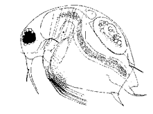 Босмина (p. Bosmina отр. Daphniiformes)