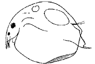 Хидорус (p. Chydorus отр. Daphniiformes)