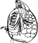 Сида (Sida crystallina, сем. Sididae)