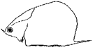 Симоцефалюс (p. Simocephalus, сем. Daphniidae)