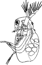Скафолеберис (Scapholeberis mucronata, сем. Daphniidae)