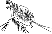 Моина (p. Moina, сем. Daphniidae)
