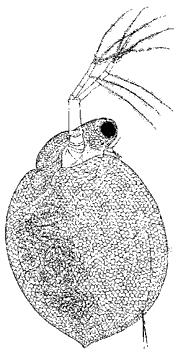 Цериодафния (p. Ceriodaphnia, сем. Daphniidae)
