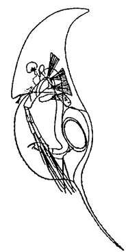 Daphnia crustata