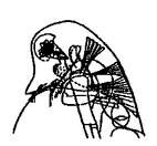 Daphnia galeata