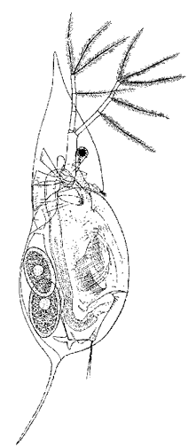 Daphnia cucullata