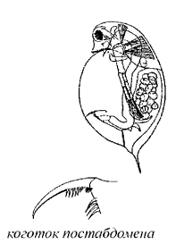 Daphnia pulex