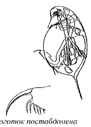 Daphnia longispina