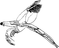 Лептодора (Leptodora kindtii, отр. Leptodoriformes)