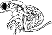 Полифем (Polyphemus pediculus, отр. Polyphemiformes)