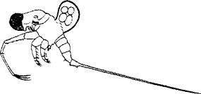 Битотреф (Bythotrephes longimanus, отр. Polyphemiformes)