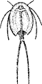 Щитень (отр. Notostraca)