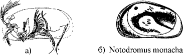 П/кл Ostracoda