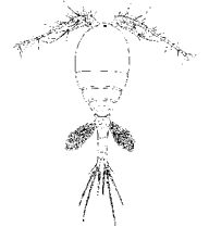 Циклоп (отр. Copepoda, п/отр. Cyclopoida)