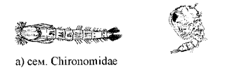 сем.Culicidae Рис.45 Куколки комаров