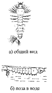 Личинка комара p. Anopheles