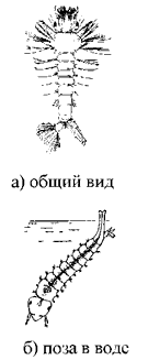 Личинка комара p. Culex