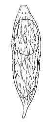 Турбеллярия (кл. Turbellaria)