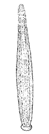 Медицинская пиявка (Hirudo medicinalis)