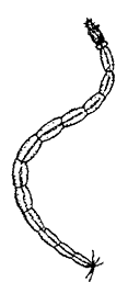 Личинка мокреца (сем. Ceratopogonidae)